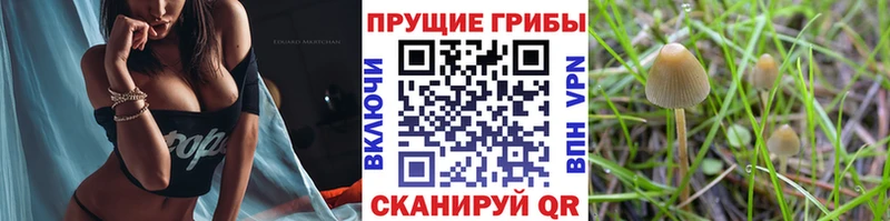 Галлюциногенные грибы Psilocybe  продажа наркотиков  Лангепас 